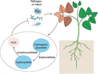 Development of plant systemic resistance by beneficial rhizobacteria: Recognition, initiation, elicitation and regulation